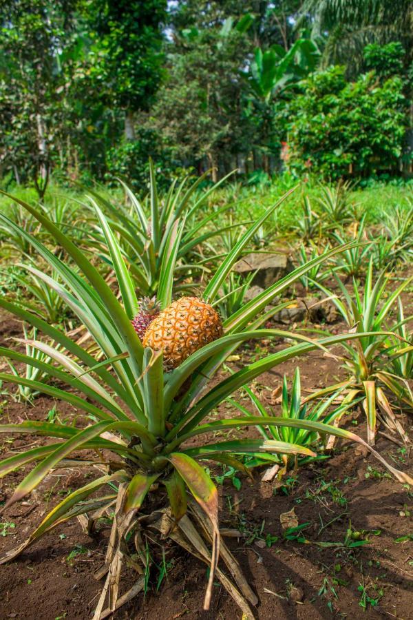 Welfare Agroturismo Milagrosa Zewnętrze zdjęcie